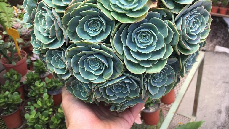 Plantas colgantes: Cómo hacer una esfera de suculentas