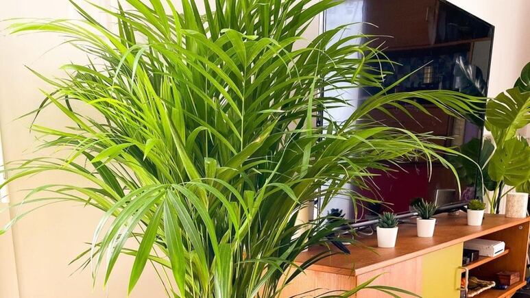 ¿Dónde colocar la palma estrella, la planta tropical más bonita y resistente de primavera y verano?
