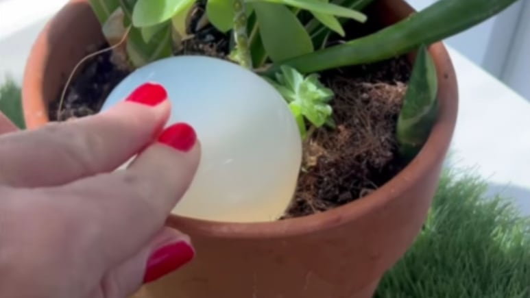 Pastillas hidrogel plantas