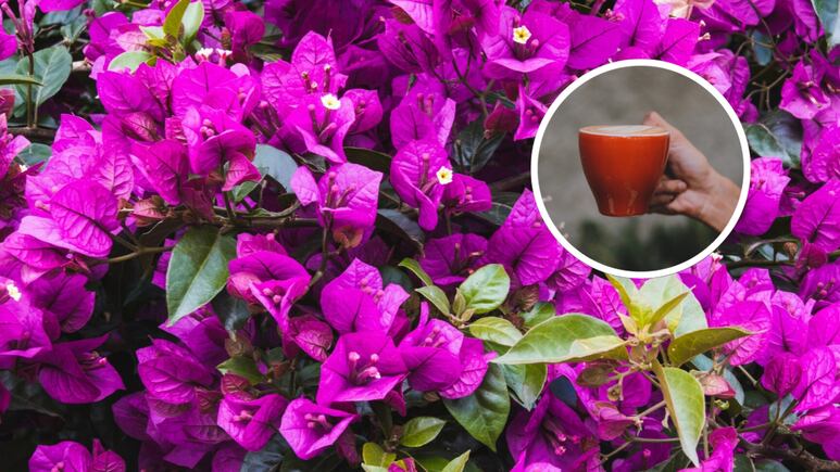 ¿Cómo trasplantar una bugambilia a una taza de té para que florezcan constantemente?