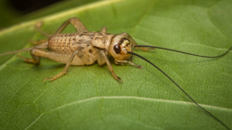 Los insectos que te traen buena fortuna: grillo