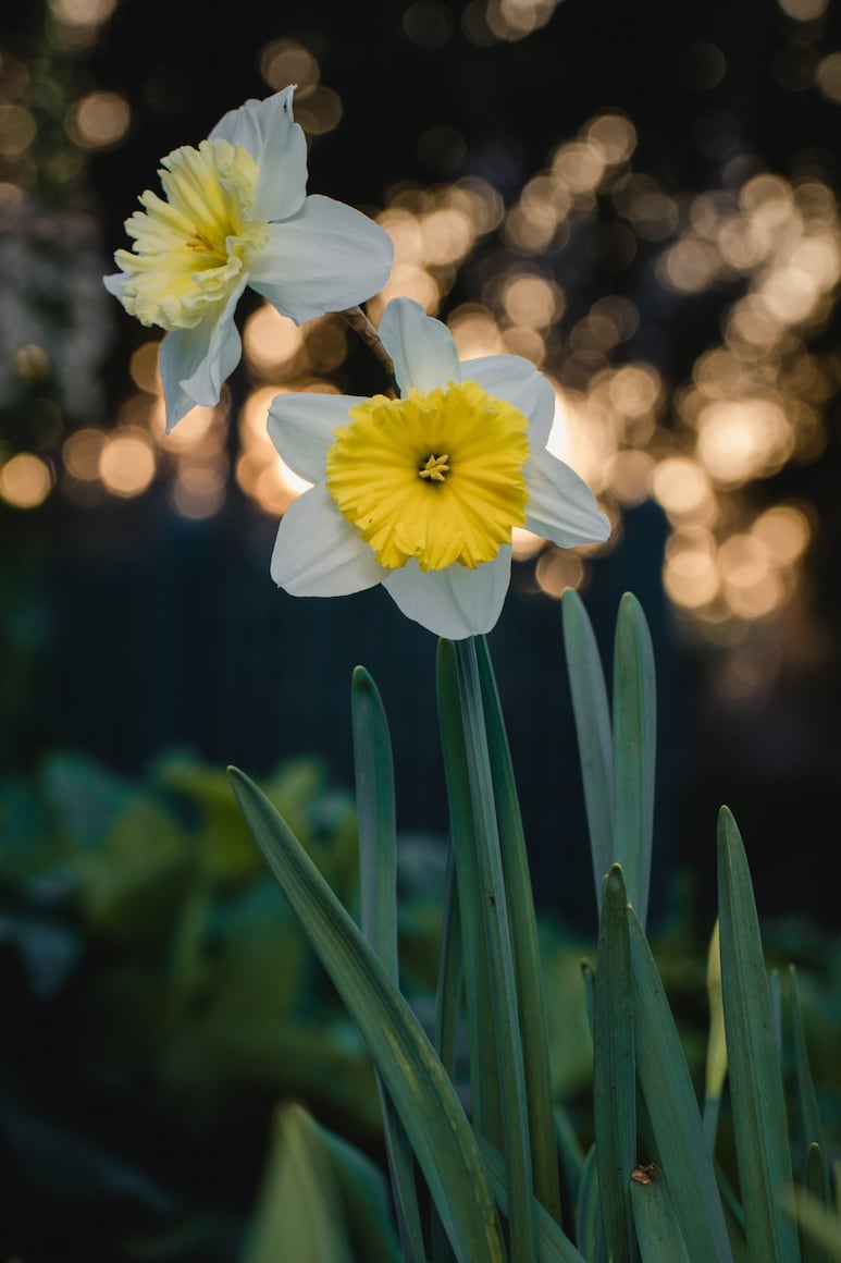 narcisos