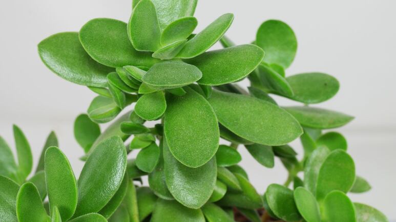 Suculentas de la suerte: ¿Por qué tener una planta de Jade en casa? Aquí sus beneficios medicinales y mágicos