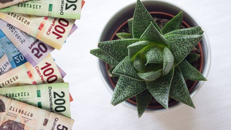 Suculentas que atraen el dinero. Foto: Canva