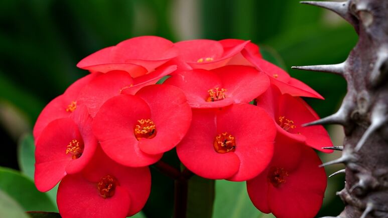 3 consejos de jardinería para mantener la Corona de Cristo siempre sana