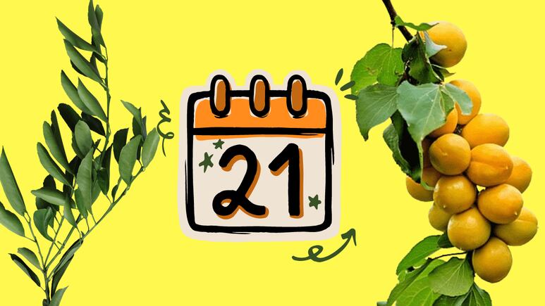 Fechas de otoño para podar árboles frutales. Foto: Canva