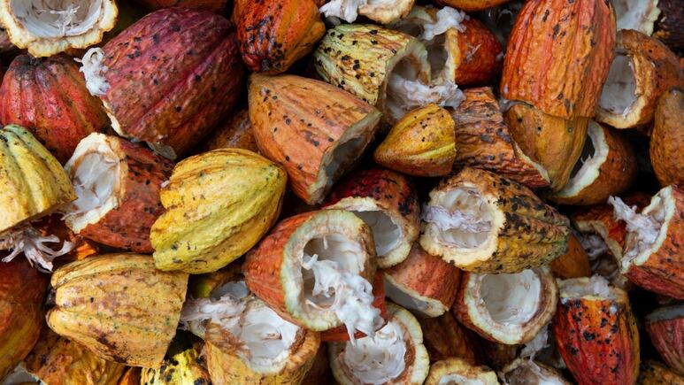 3 usos del cacao que renovarán tu rutina de belleza de piel y cabello
