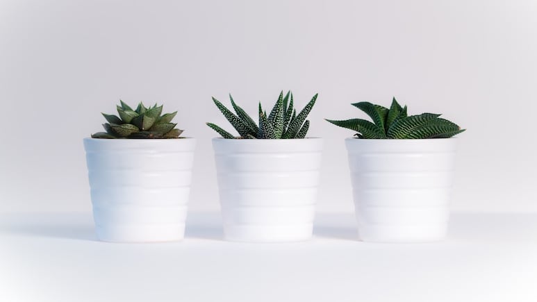 Plantas: ¿Cómo plantar suculentas sin raíz?