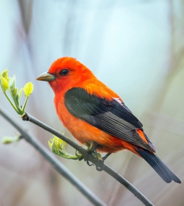 pajaro pecho rojo
