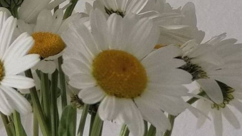 5 flores que tardan en marchitarse y son perfectas para tu casa