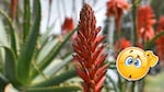 Floración del aloe vera y su significado espiritual según el Feng Shui