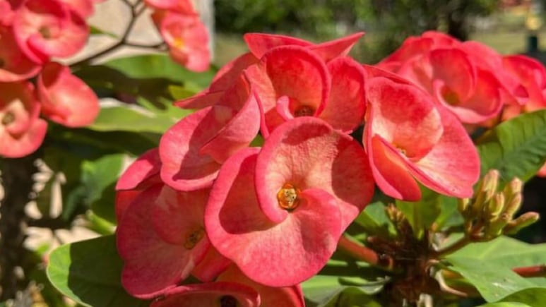 Corona de Cristo: el método más fácil para reproducir la planta en agua