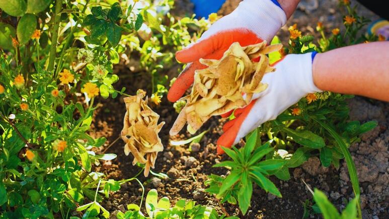 Esto es los que le pasa a tus plantas si le colocas cáscaras de patatas