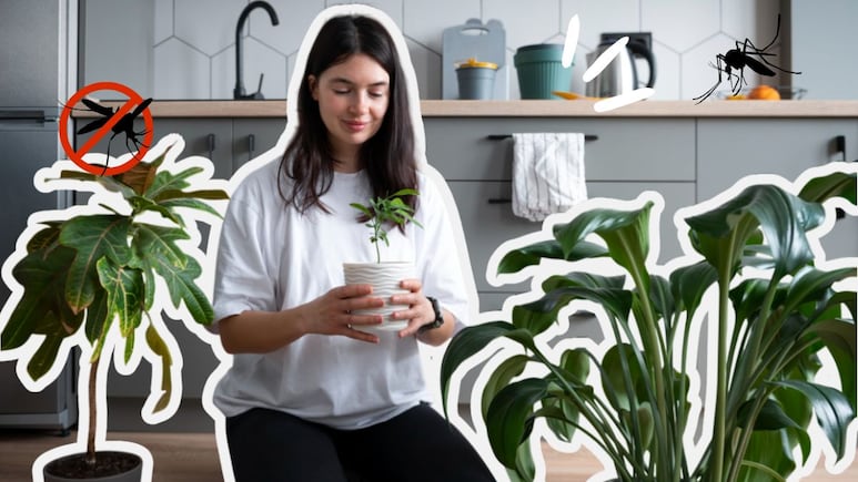 plantas casa