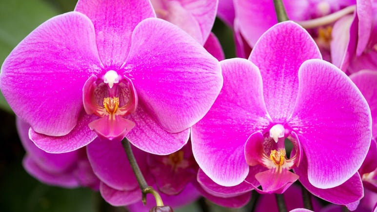 5 orquídeas exóticas que debes colocar en tu casa para atraer abundancia y amor