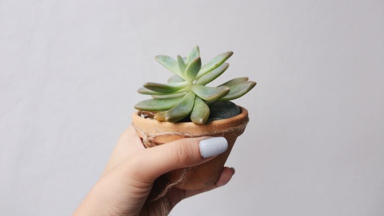 Suculentas: 5 señales de que tus plantas están muriendo