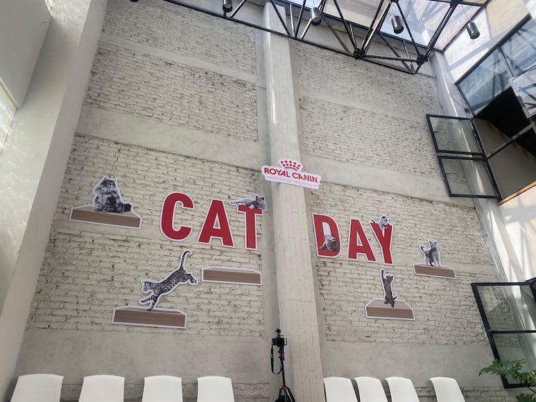 Cat Day