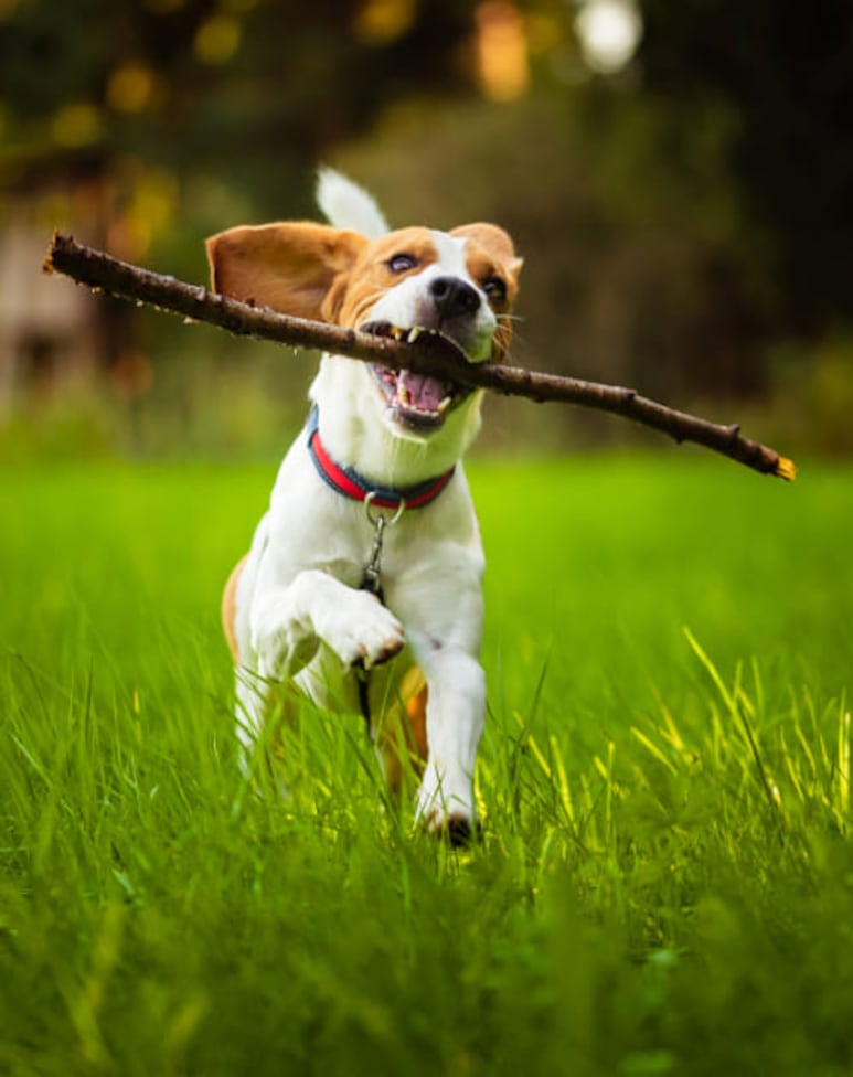 astrología canina