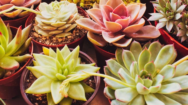 Truco de jardinería para rejuvenecer las suculentas y hacer que crezcan rápido