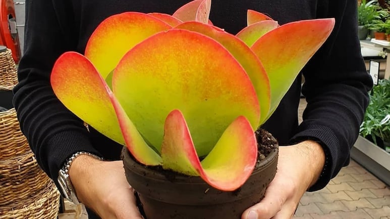 Suculentas: ¿Cómo cuidar la Kalanchoe thyrsiflora para que crezca RÁPIDO?