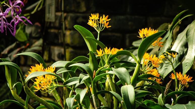 Jardinería: ¿Cómo hacer abono con zanahoria para hacer crecer tus plantas en primavera?