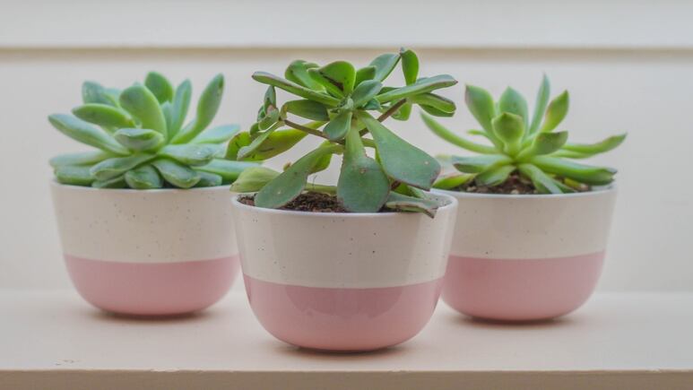 3 plantas que atraen la abundancia y que puedes regalar en San Valentín