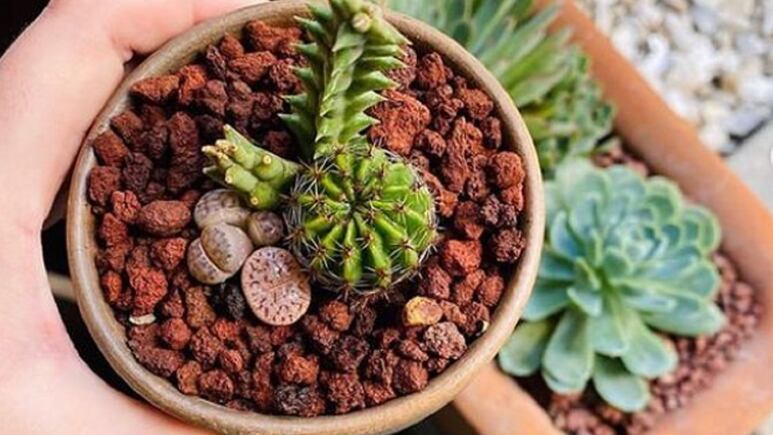 Plantas y suculentas: 4 ideas para embellecer tu jardín con piedras decorativas