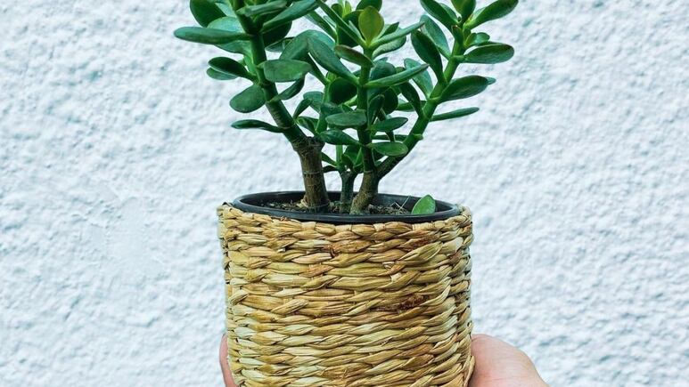 Suculentas: 4 plantas jade de la suerte para decorar tu casa esta primavera 2022