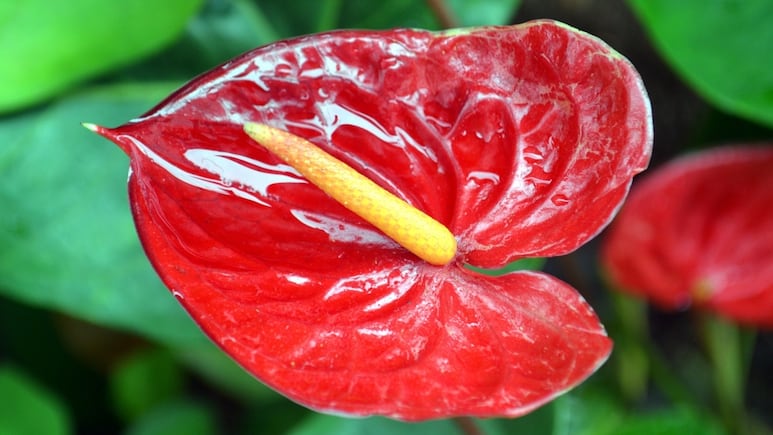 Haz este abono casero para que tus orquídeas y anturios florezcan todo el año