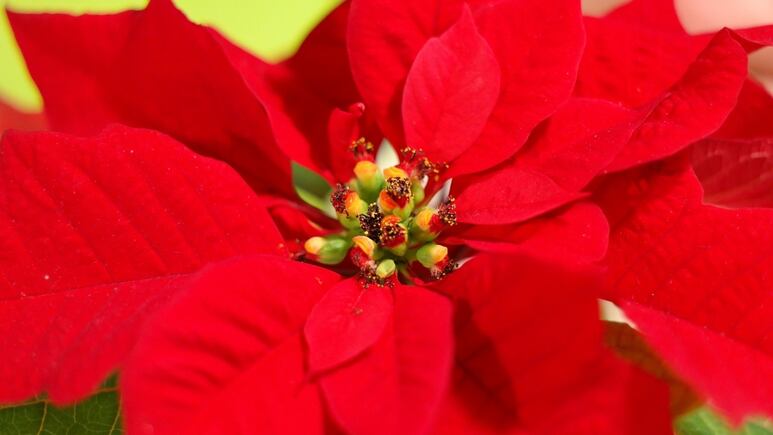 Feng Shui: 3 plantas navideñas para atraer la felicidad y la abundancia en 2023