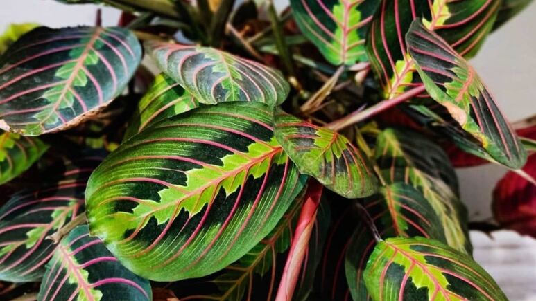 Maranta tricolor: Conoce la planta de la oración que se mueve durante el día y atrae buenas energías