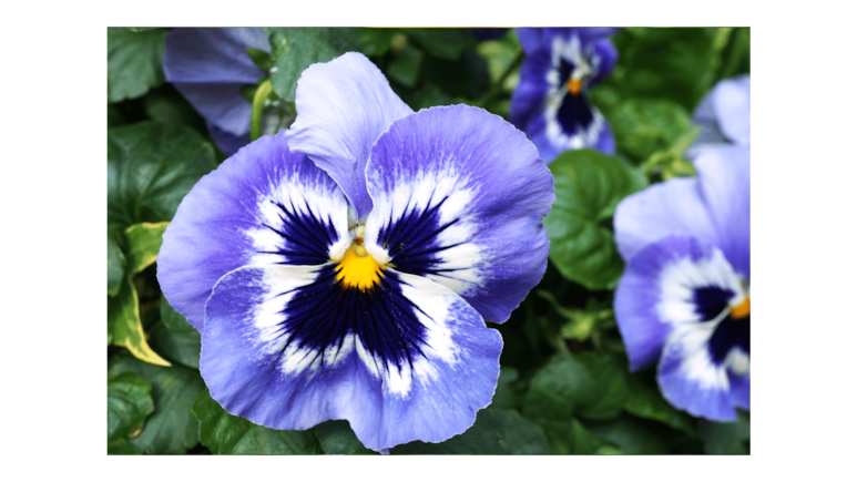 Flores según el mes de nacimiento