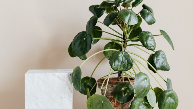 Decoración: ¿Cómo hacer que tu casa se vea bonita con plantas?