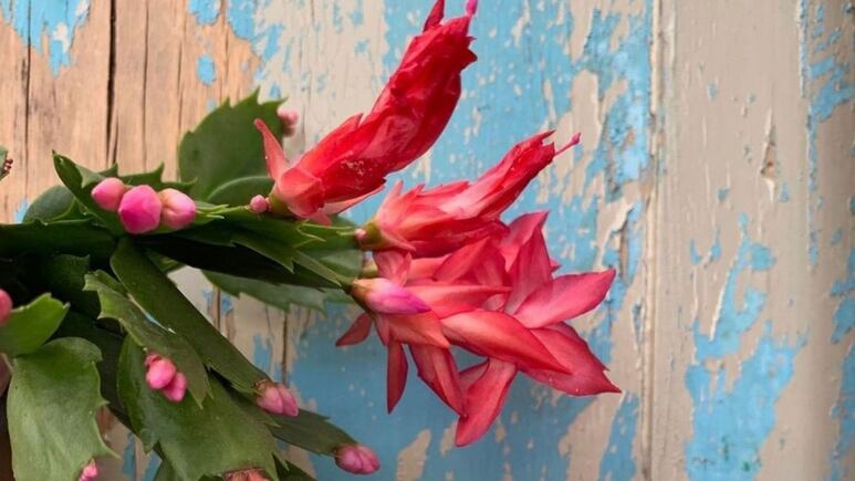 Cactus Navidad: ¿Dónde debes colocar tu planta según el Feng Shui?