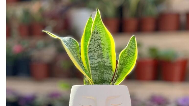 Feng Shui: Aquí es donde debes colocar tu lengua de suegra si quieres triunfar en el amor