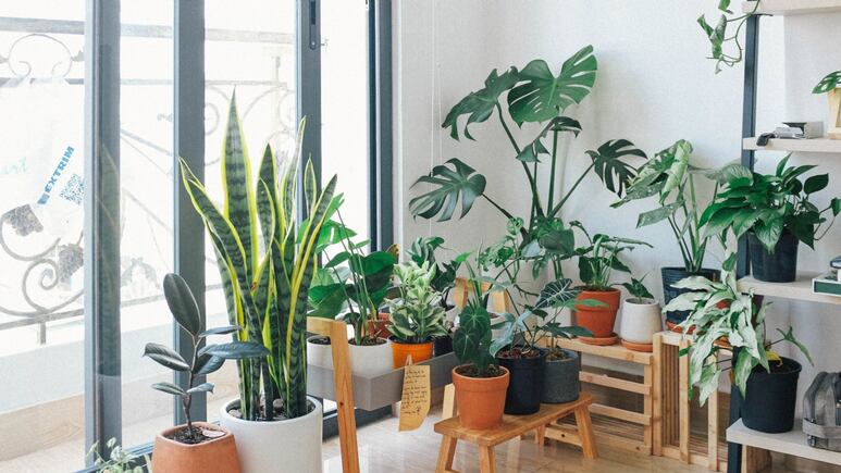 3 plantas que dan mala suerte en el amor y que no debes tener en el interior de tu habitación