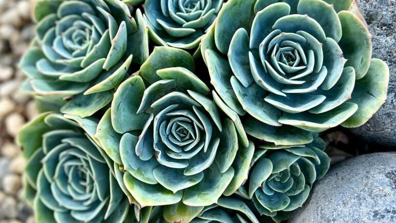 ¿Dónde colocar la Echeveria Imbricata para que crezca RÁPIDO?