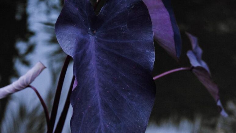 Jardinería: ¿Cómo cuidar tu planta negra o tornasol?