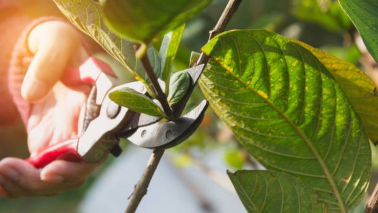 podar plantas agosto