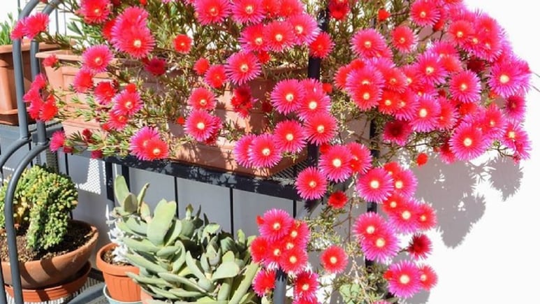 Plantas colgantes: Conoce la suculenta ‘rayito de sol’ y decora tu jardín, terraza o entrada de la casa para atraer suerte este 2022 (FOTOS)