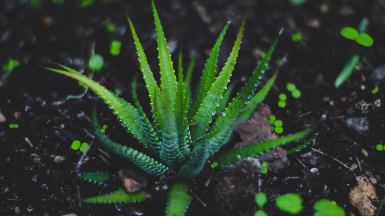 ¿Cómo usar el gel del aloe vera para rejuvenecer la piel?