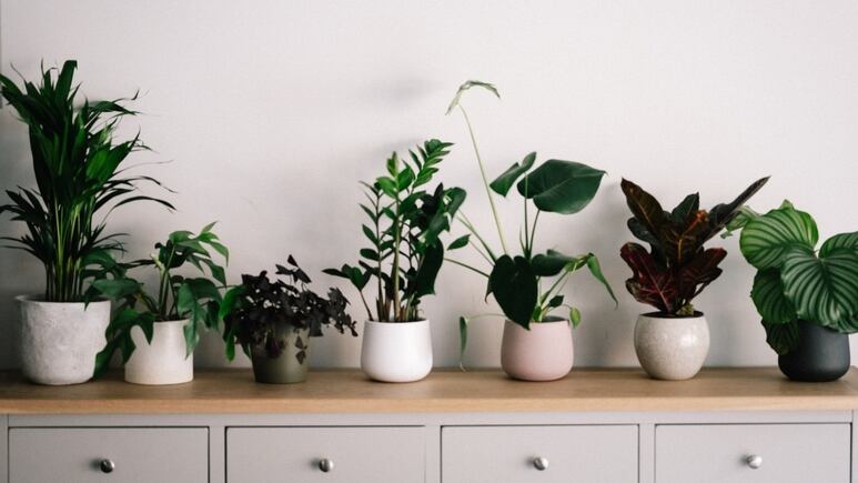 5 Plantas protectoras que debes colocar en la entrada de tu casa para ahuyentar las envidias