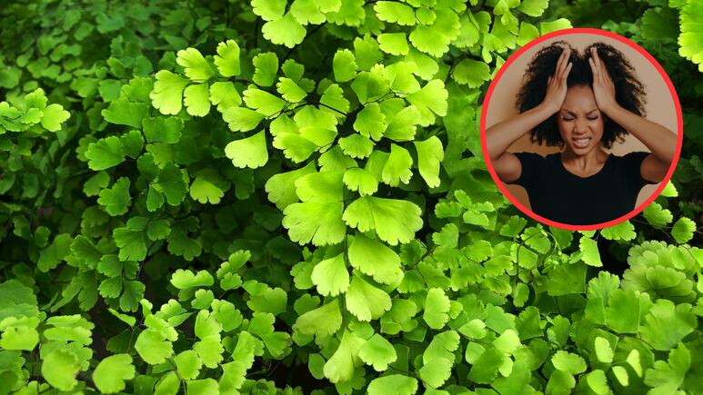 ¿Cómo cuidar un helecho culantrillo y no morir en el intento