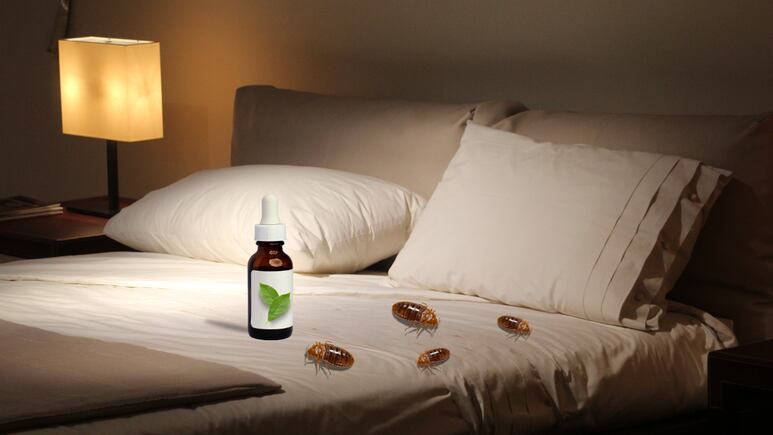 ¿Qué aceites esenciales eliminan las chinches? Foto: Canva