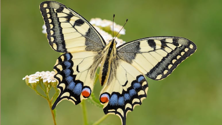 Los insectos que te traen buena fortuna: mariposa