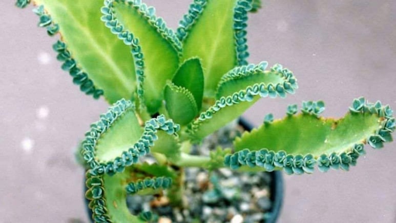 Plantas de interior: Conoce los 5 tipos de Kalanchoe que puedes tener dentro de tu casa