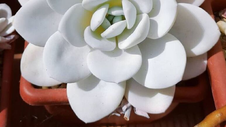 Suculenta blanca: La planta que no puede faltar en tu hogar para decorar esta Navidad (FOTOS)
