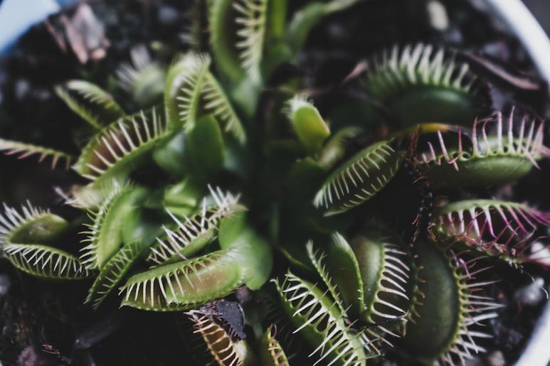 Plantas carnívoras