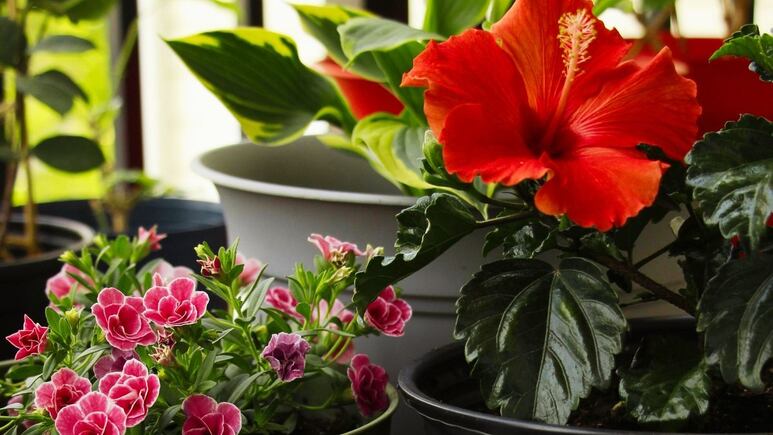 Cómo hacer el abono casero perfecto para las plantas en primavera