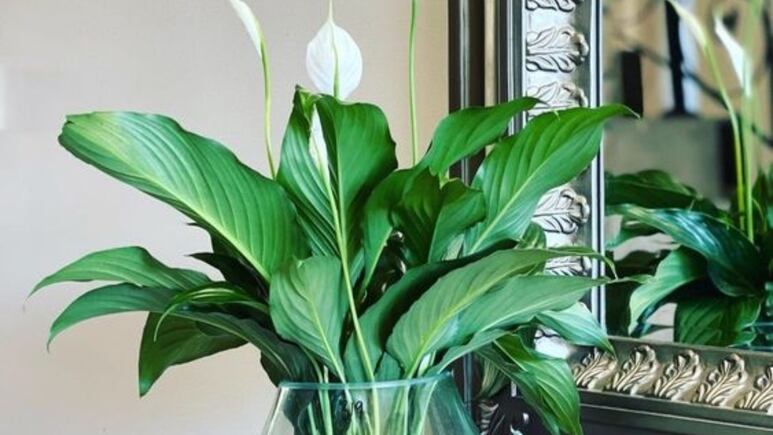 ¿Cómo hacer florecer la Cuna de Moisés en sombra? El ingrediente casero que estimula su crecimiento